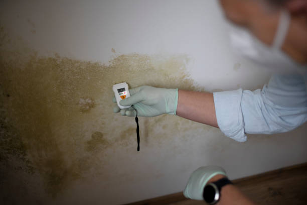 Best Mold Damage Restoration  in Surgoinsville, TN